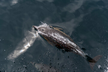 Fototapeta premium Wild Dolphin Leaping Out of the Ocean