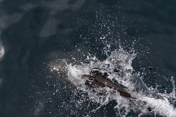 Wild Dolphin Leaping Out of the Ocean