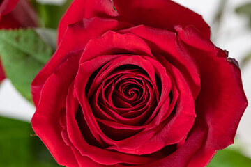 burgundy rosebud. close-up of a rose flower as a background. rose flower as a background