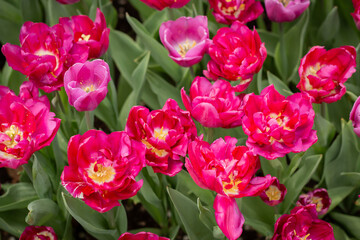 Flowers in bloom, pink tulips in various shades. Floral wallpaper, spring designs, garden ads, plant care, fertilizers, or flower shop marketing.
