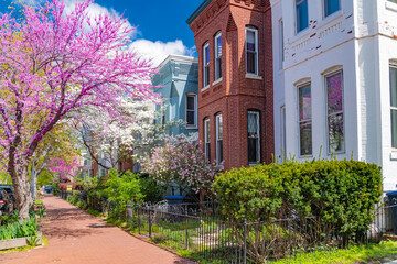 Beautiful pink cherry blossom next to a row of old brownstone houses