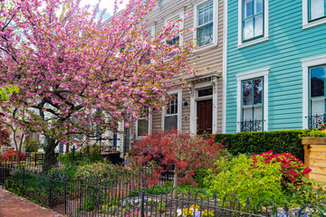Beautiful view of the front yard of the townhouse with landscaping and cherry blossoms.