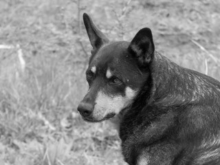 Close-up Portrait of a Sad Stray Dog in Black and White