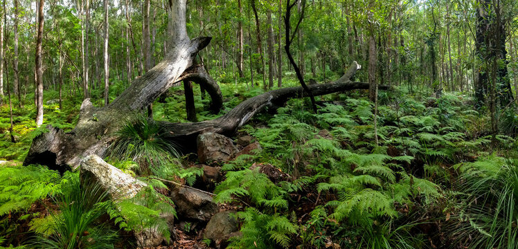 Sub-tropical hinterland forest on the Sunshine Coast of Queensland.