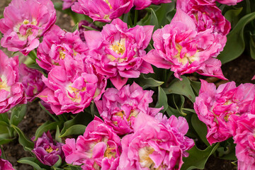 Floral background of pink tulips with unusual petals. Decorative flowers for packaging, wallpaper, seed catalogs, fertilizer design, gardening visuals, and flower industry branding.