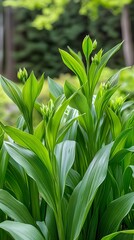 Fototapeta premium Lush Green Plants with Budding Flowers, Vibrant Spring Foliage Background