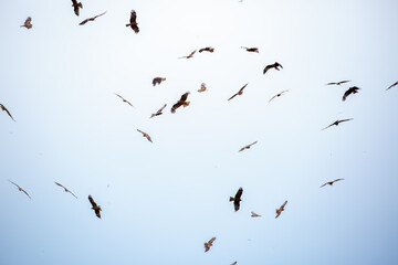 A flock of eagles flies to fnb. Golden eagles in free flight. Wild birds of prey gathered in a flock and fly above the ground.