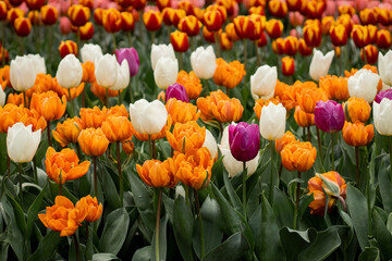 Bright orange tulips of unique cultivated varieties. Decorative flowers for landscape design, greenhouses, and gardening. Flower breeding, seasonal blooming, fertilizer and plant care visuals.