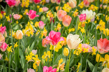 Obraz premium Colorful composition of mixed blooming flowers, perfect for floral wallpaper, garden projects, landscape design, natural product packaging, and botanical branding visuals.