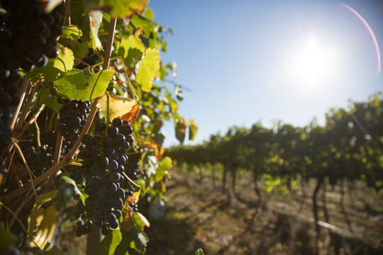 ripe red grapes at harvest time