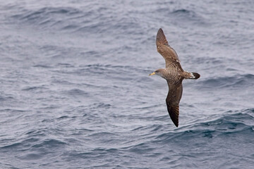 Cory's Shearwater (Calonectris borealis) in flight over the sea from the ferry between Penzance and the Isles of Scilly, Cornwall, UK.