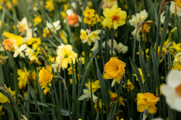 Yellow daffodils of a rare variety in full bloom. flower cultivation, greenhouse growing, decorative gardens, fertilizer visuals, and plant care design. Seasonal, botanical, agricultural content.