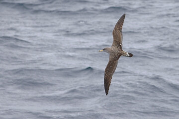 Cory's Shearwater (Calonectris borealis) in flight over the sea from the ferry between Penzance and the Isles of Scilly, Cornwall, UK.