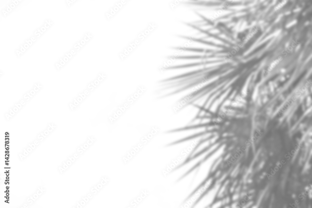 Poster Realistic black and white composition featuring blurred plant branch with spiky foliage, creating shadow overlay effect. Perfect for spring or summer product display mockup design elements