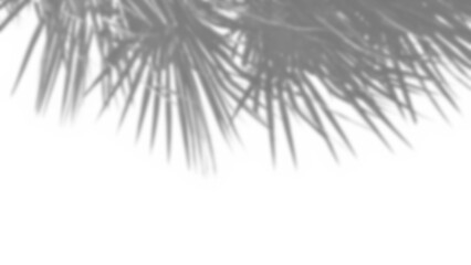 Realistic shadow overlay of blurred plant branch with detailed foliage and leaf patterns, perfect for spring or summer product display mockup design elements