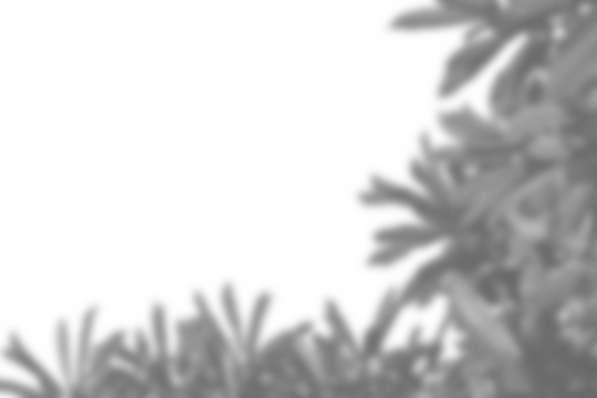 Realistic branch with blurred leaf shadows creates soft overlay effect, perfect for spring or summer product mockups. plant foliage design elements add natural touch for display purposes