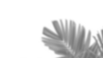 Realistic blurred shadow overlay of plant branch with detailed foliage and leaves, perfect for spring or summer product display mockups and design elements