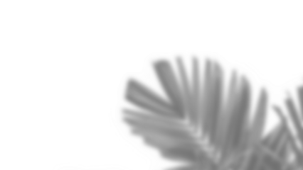 Realistic blurred shadow overlay of plant branch with detailed foliage and leaves, perfect for spring or summer product display mockups and design elements