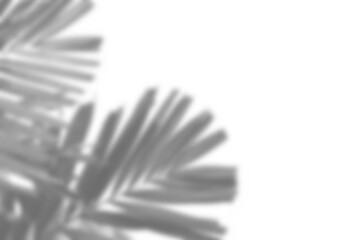 Realistic blurred shadow overlay of plant branch with detailed foliage and leaves, perfect for spring or summer product display mockups and design elements