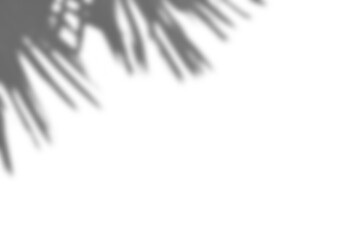 Realistic branch with blurred leaf shadows creates soft overlay effect, perfect for spring or summer product mockup displays. This design element adds natural foliage charm