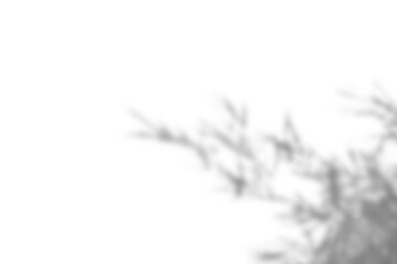 Realistic blurred branch with soft leaf shadows creates natural overlay effect, perfect for spring or summer product display mockups. plant foliage adds design elements for creative projects