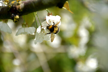 Bourdon et fleurs de cerisier