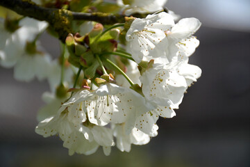 Gros plan sur un cerisier