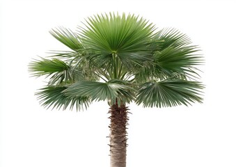Isolated palm tree with vibrant green fronds and a textured brown trunk against a white background
