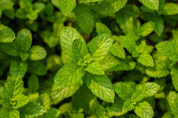 Mint leaves are small, vibrant green, aromatic with jagged edges, and have a refreshing, slightly sweet flavor, commonly used in teas, dishes, and garnishes.