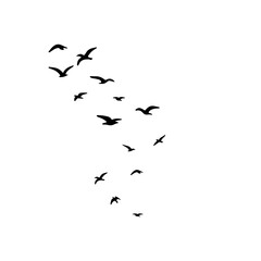 flock of birds