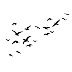 flock of birds