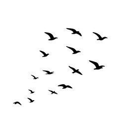 flock of birds flying