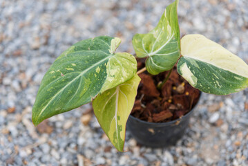 Philodendron Gloriosum Tri Color Variegated in the pot   