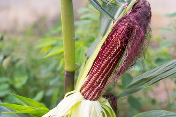 Closeup to fresh sweet purple corn on wood plate