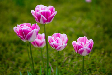 Macro view of pink-white tulip (Tulipa) in spring