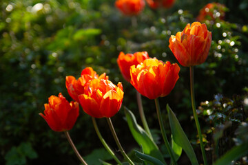 Macro view of red-yellow tulip (Tulipa) in spring