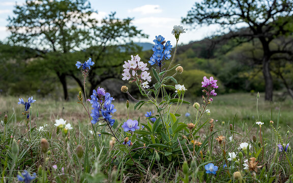 Spring's beauty blooms with blue wildflowers across the meadow and field, a colorful scene of nature's floral display
