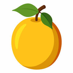 vector illustration of an orange fruit