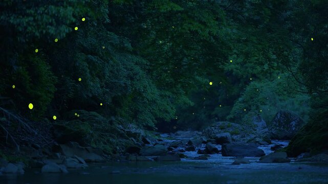 たくさんのホタルが乱舞する4K動画
