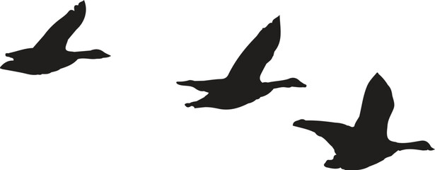 black silhouette of a seagull