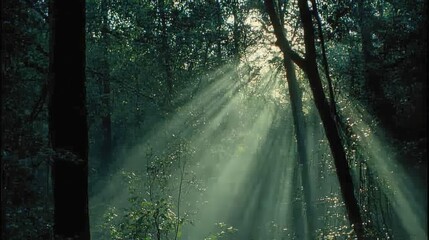 Obraz premium Ethereal Sunlight Streaming Through Dense Forest Canopy in Morning