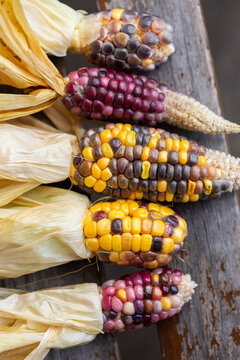 row of colourful heirloom popping corn with purple kernels freshly harvested from garden
