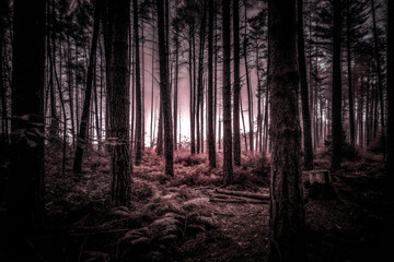 Obraz premium dark forest in the fog