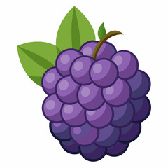 vector illustration of a grape