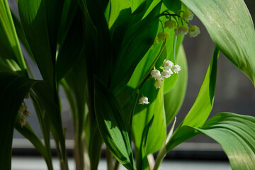 Beautifully detailed lily of the valley flowers against a verdant leaf backdrop, capturing the spirit of renewal and growth