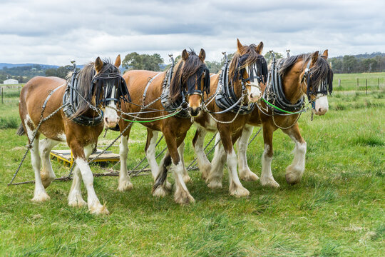 A team of four clydesdale horses harnessed together pulling a cart