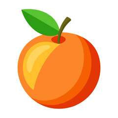 orange fruit vector illustration