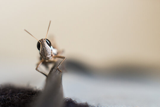 Macro grasshopper on cable close up