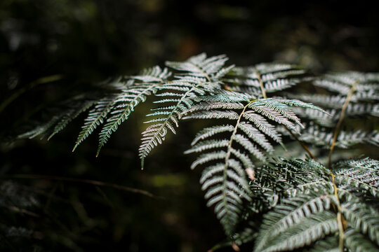 Fototapeta Fern branch brightly lit by sun in forest
