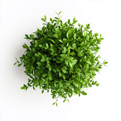 A vibrant green plant with lush, full leaves, perfect for adding a touch of nature to your home or office decor.
